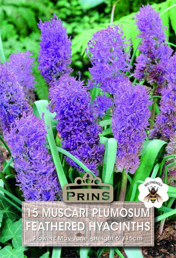 Muscari Feathered Hyacinths growing in a garden.