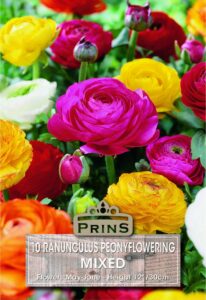 Various colours of Ranunculus growing in a garden.