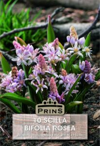 Scilla Bifolia Rosea growing in a garden.