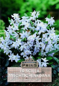 Scilla Mischtschenkoana growing in a garden.