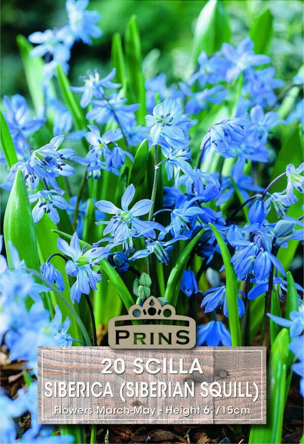 Scilla Siberica growing in a garden.