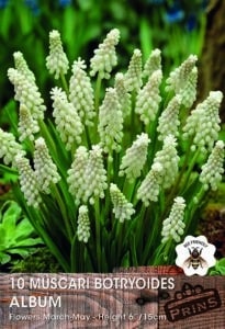 White Muscari growing in a garden.