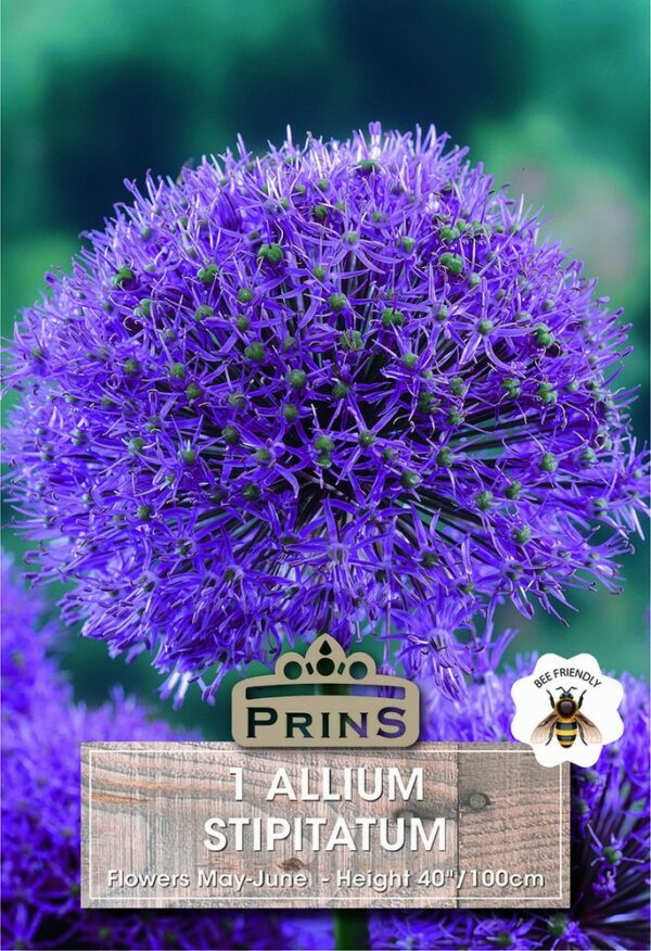 A large purple allium in a garden