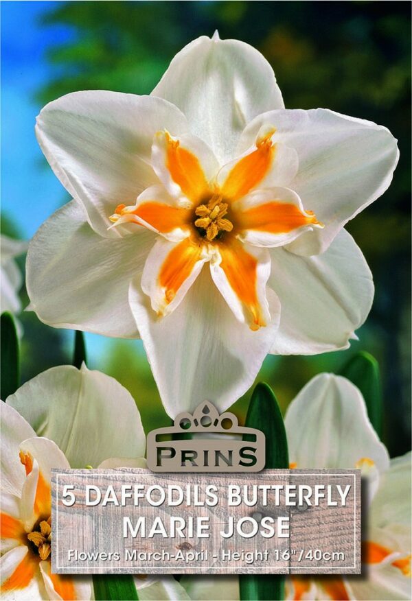 A white and orange daffodil in a garden