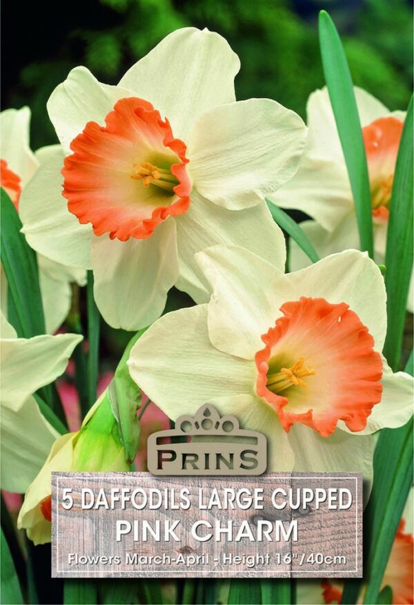 Various white and orange daffodils in a garden.