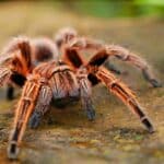 Close up of a brown tarantula.