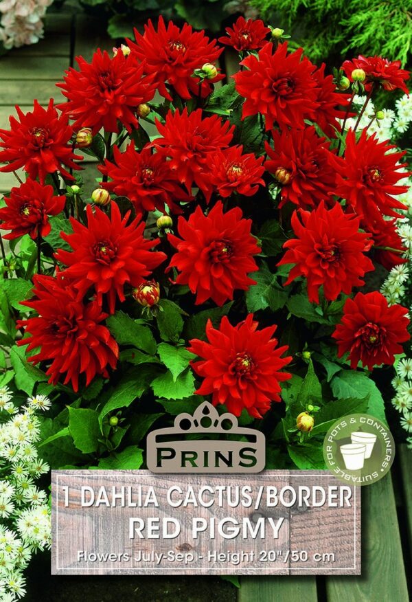 Dahlia cactus/border Red Pigmy