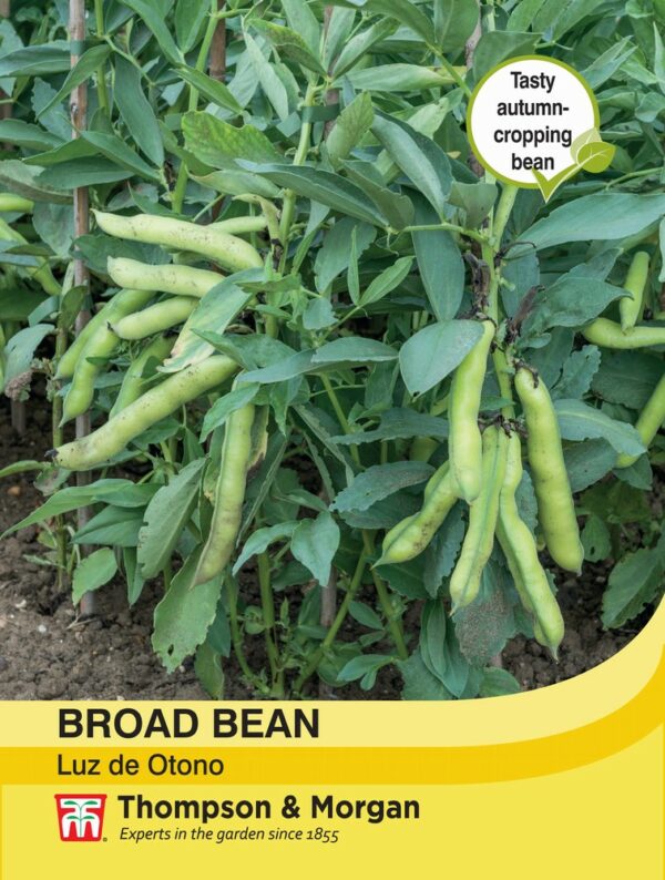 Broad Bean Luz de Otono