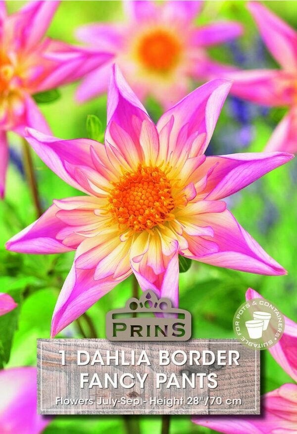 Dahlia border Fancy Pants