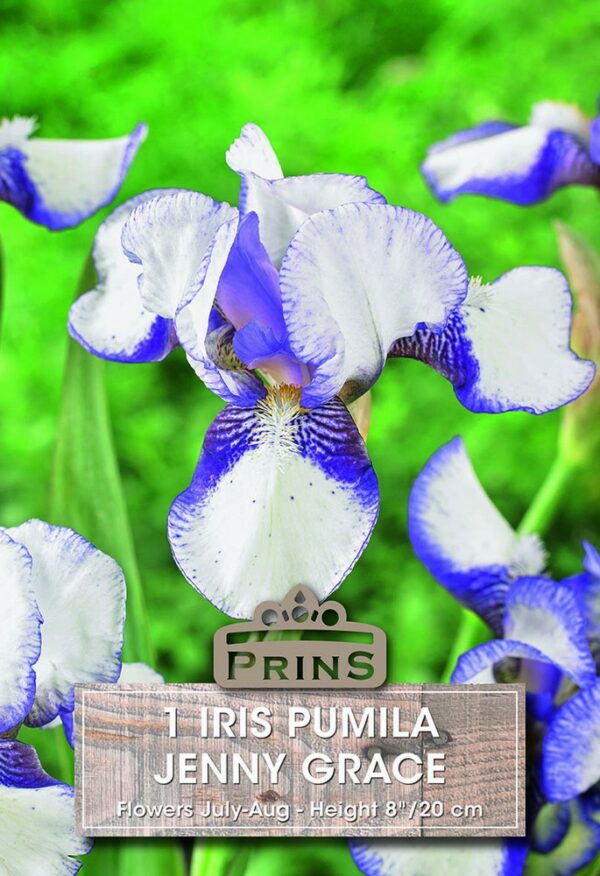 Perennial Iris Pumila Jenny Grace