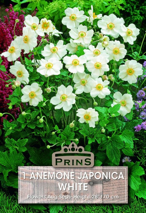 Perennial Anemone Japonica White