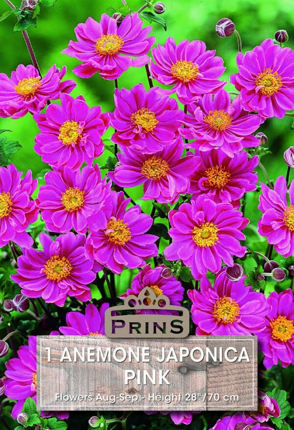 Perennial Anemone Japonica Pink