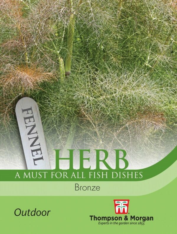 Herb Fennel Bronze