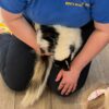 Child interacting with a skunk