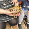 Child petting a tortoise