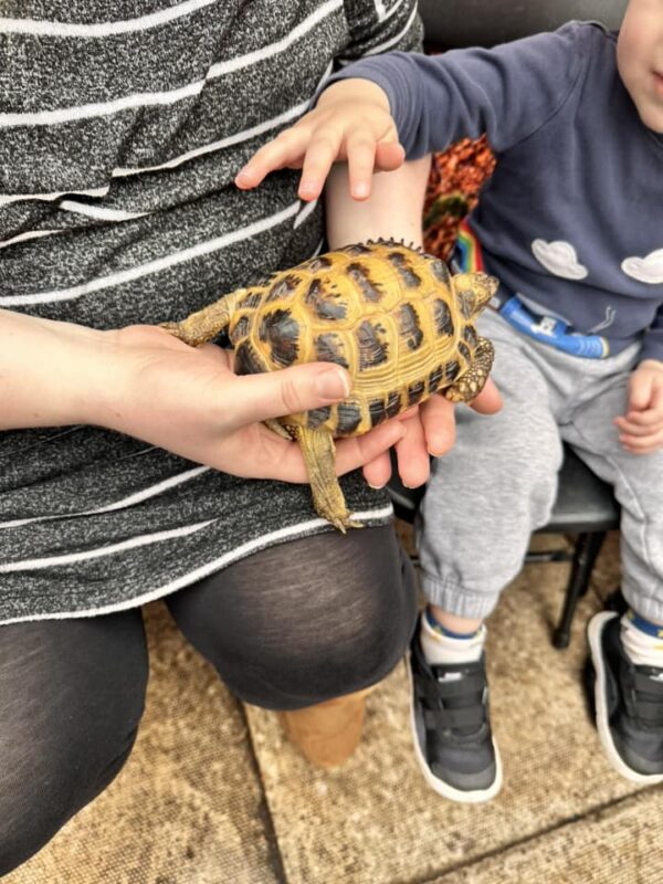 Child petting a tortoise