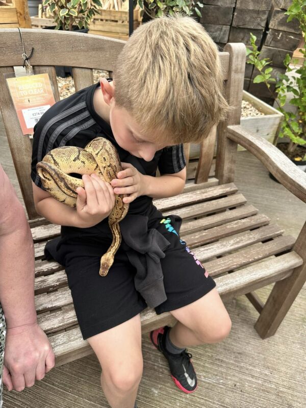 Child holding a royal python