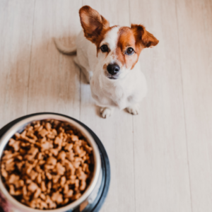 Dog Food & Treats